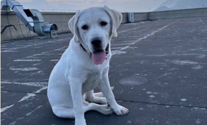 milantiyu米兰-铲屎官捧红宠物月饼：我可以不吃月饼，但我的狗得吃